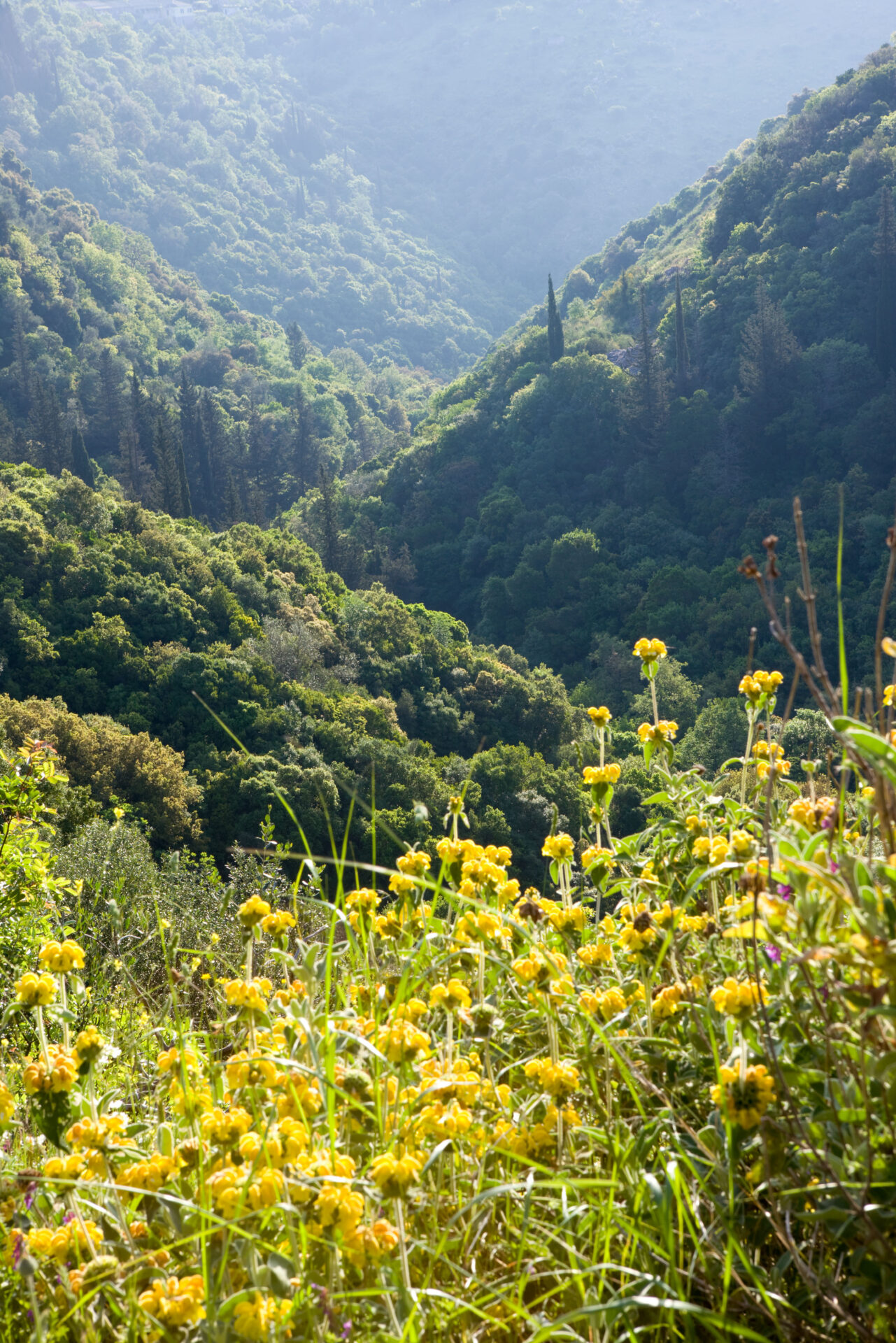 THE ROU ESTATE, CORFU: HILLS WITH WILDFLOWERS